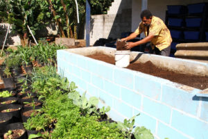 Produção de húmus em Mauá vai estimular agricultura urbana