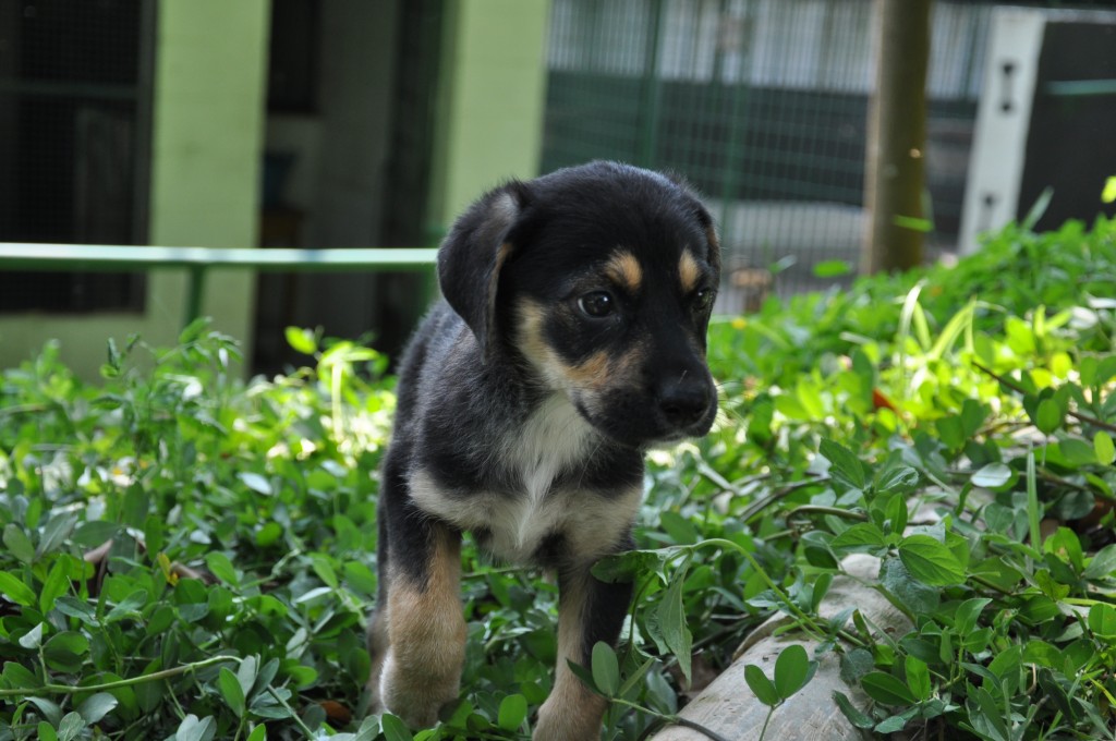 Sábado é dia de adotar um amigo de quatro patas